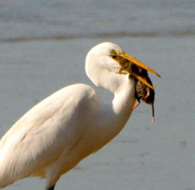 Bon Appetite; Mahlzeit; a Guette !!!
GREAT EGRET