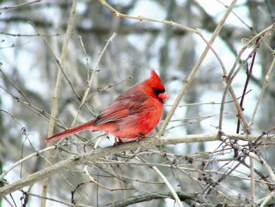 Male cardinal.jpg