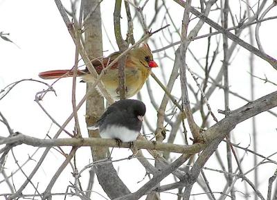 Female Cardinal and junco.jpg