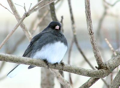 Junco