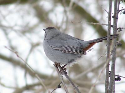 catbird shows his rusty bottom