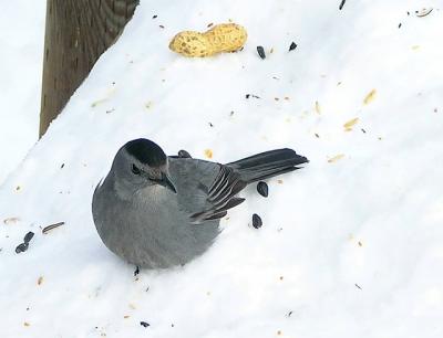Catbird