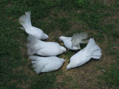 5 doves.jpg