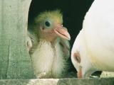 Fledgling.jpg