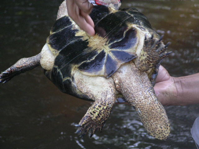 Female turtle.JPG