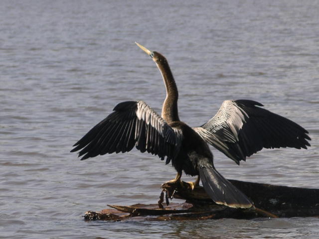 Bird drying its wings.JPG