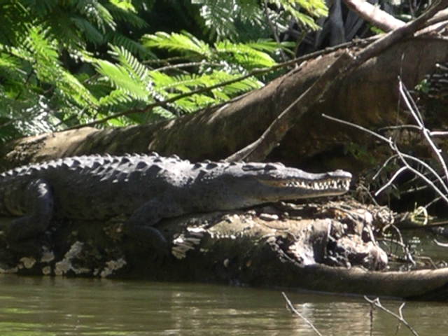 Finally a croc!.JPG
