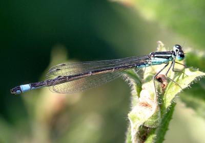 Ischnura elegans <br>Blue-tailed damselfly <br>Lantaarntje