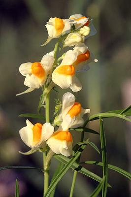 Linaria vulgarisYellow ToadflaxVlasbekje