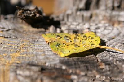 u39/hjminard/medium/34971457.IMG_0030copy.jpg