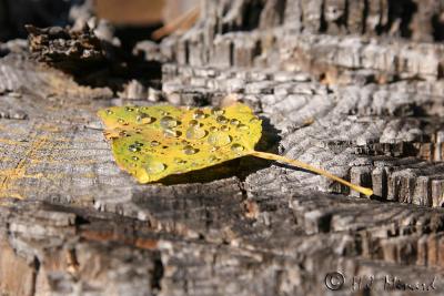 Leaf drops 2