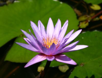 Water Lily