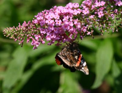 Butterfly on a Buddleja Bloom