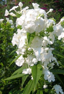 White Phlox WSP