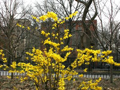 Forsythia with NYU Library