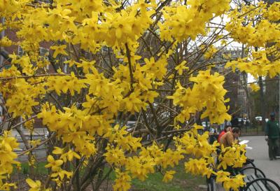 Forsythia Detail