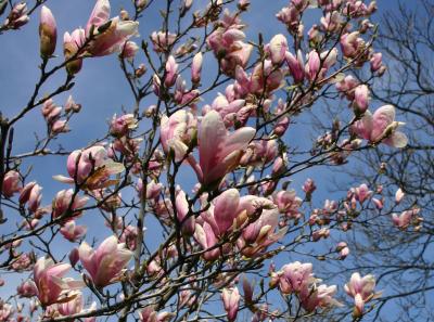 Magnolias Near the Flagpole