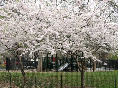 Flowering Cherry Trees Near the  Childrens Playground