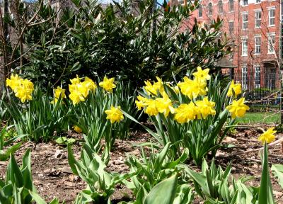 Daffodils Near Toddler's Playground at WSN