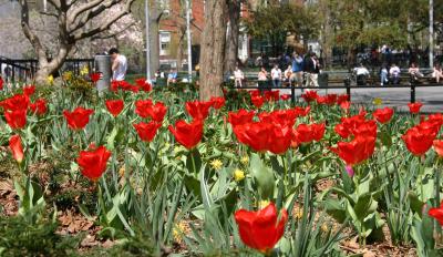 Red Tulips Near LaGuardia Place Entrance