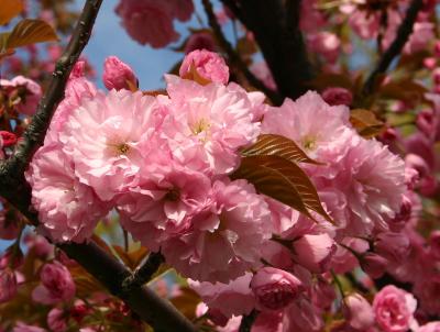 Popcorn Cherry Blossoms