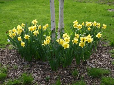 Daffodils Around a Small Birch Tree