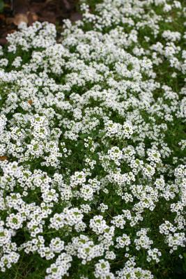 Alyssum