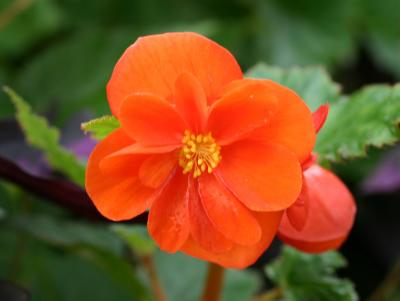 Begonia