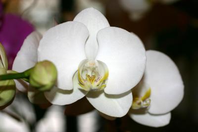 Orchids - Floral Shop