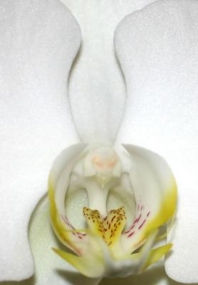 Orchid -  Floral Shop