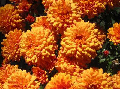 Chrysanthemums