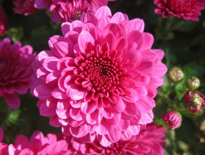 Chrysanthemums