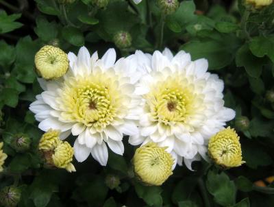 Chrysanthemums