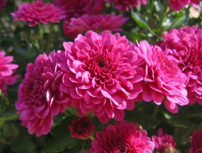 Chrysanthemums