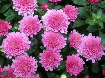 Chrysanthemums