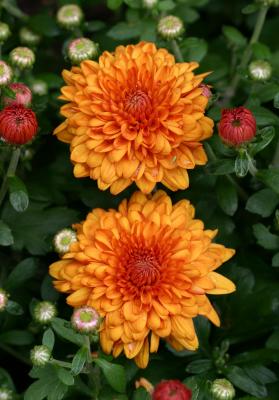 Chrysanthemums