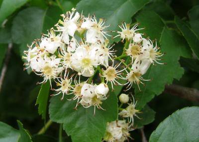 Hawthorne Blossoms