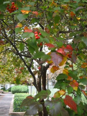 Hawthorne Tree Foliage