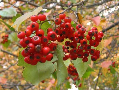 Hawthorne Tree Berries