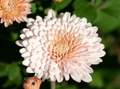 Chrysanthemum in Washington Square Park