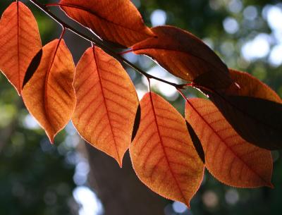 Washington Square Park - Leaves from perhaps an Ornamental Cherry Tree