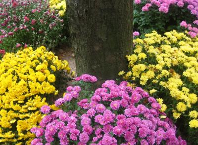 Chrysanthemum Flower Garden at the NYU Medical Center