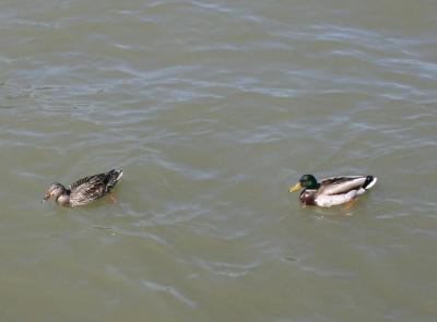 Hudson River Ducks