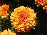 Chrysanthemums