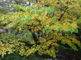 Red Bud Tree in the Fall Season