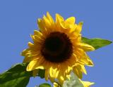 Sunflower - Helianthus