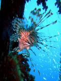 Lionfish