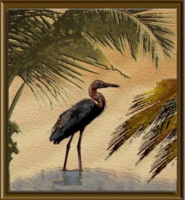 u39/hodad66/medium/25353907.everglade.jpg