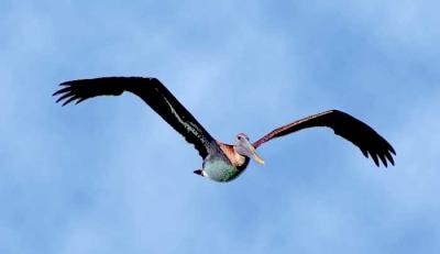 Glide