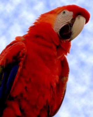 Military Macaw